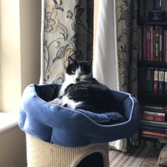 cat