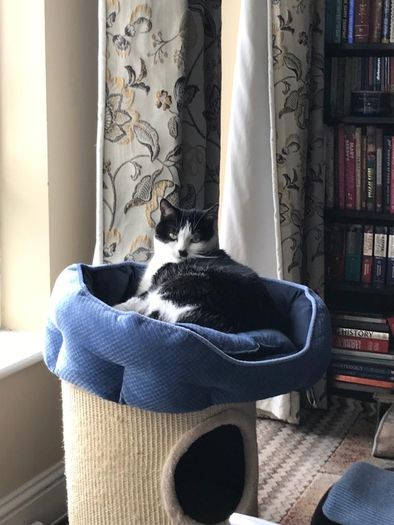 cat