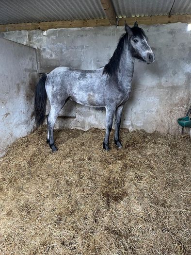 Connemara Yearling