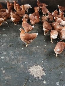 Brown pullets 19/20weeks
