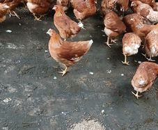 Brown pullets 19/20weeks