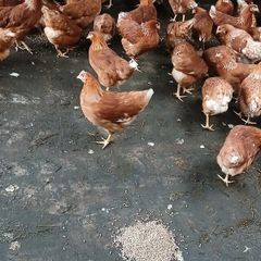 Brown pullets 19/20weeks