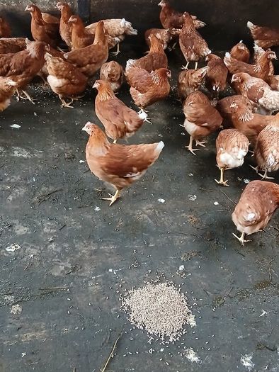 Brown pullets 19/20weeks