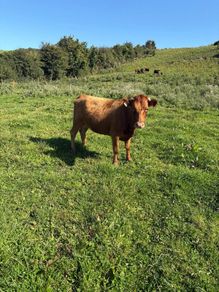 Dexter heifer