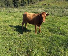 Dexter heifer