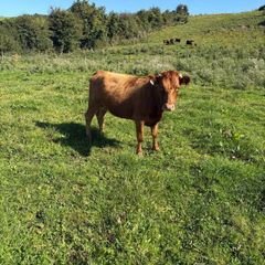 Dexter heifer