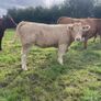 LOT NUMBERS AI Heifer and Bulls for Gort Mart Image 7