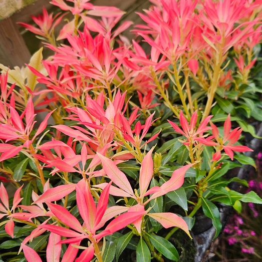 Shrubs and Garden Plants