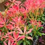Shrubs and Garden Plants Image 2