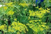 (D) Dill seeds Sprinter 5g (882662)