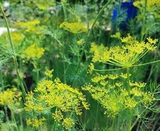 (D) Dill seeds Sprinter 5g (882662)