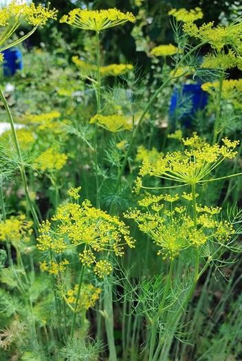 (D) Dill seeds Sprinter 5g (882662)