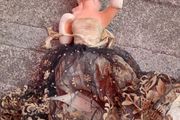 Vintage Boudoir Doll Torso