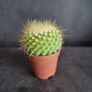 Notocactus Image 3
