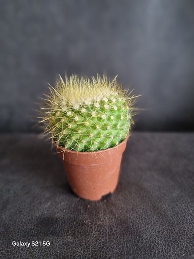 Notocactus