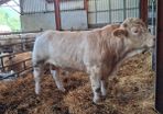 Charolais bull