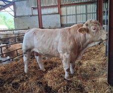 Charolais bull