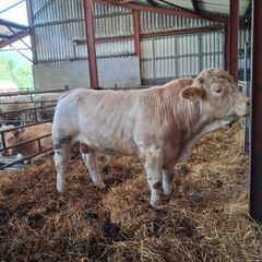 Charolais bull