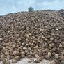 Fodder beet Image 2
