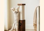 Cat scratching post, scratching column, scratching trunk made of natural sisal rope, scratching post with plush toy ball, scratch protection for furniture, 73 cm high, vintage brown