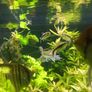 trigon 350l juwel fish tank Image 9