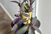 tradescantia pallida plant
