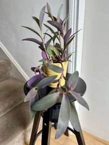 tradescantia pallida plant