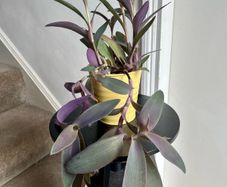 tradescantia pallida plant