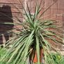 Plant for sale Image 2