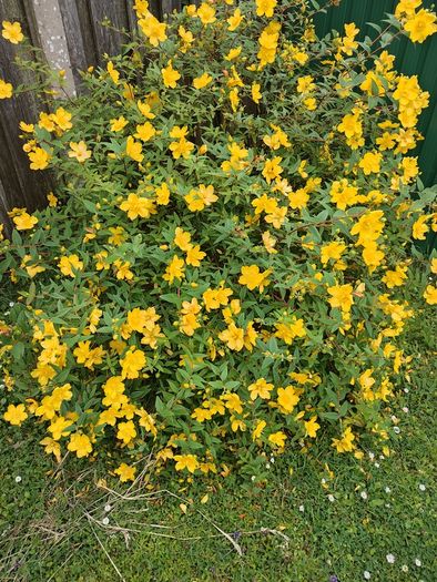 Hypericum Hidcote