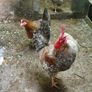 Fertile hatching eggs Image 3