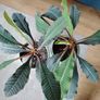 The Madagascar Jewel Seeds and Plants Image 9