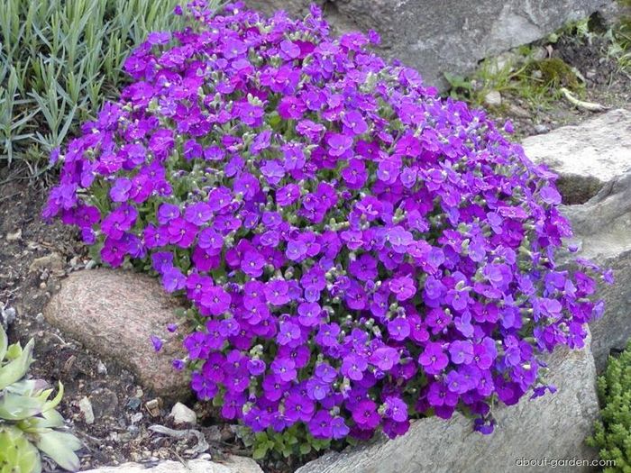 Offshoots, Divisions and Seedlings
