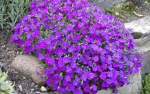 Offshoots, Divisions and Seedlings