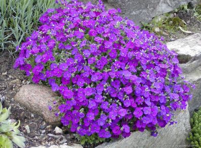 Offshoots, Divisions and Seedlings