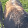 Aubrac bulls Image 2