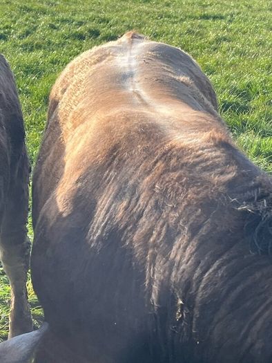Aubrac bulls