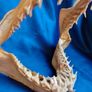 Can post Mako Shark jaw taxidermy Image 2