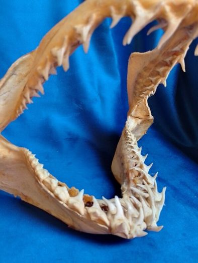 Can post Mako Shark jaw taxidermy