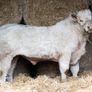 Quality 5 Charolais Bulls Image 5