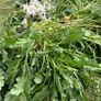 Flowers perennial daisies Image 2