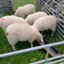 Galway sheep Image 6