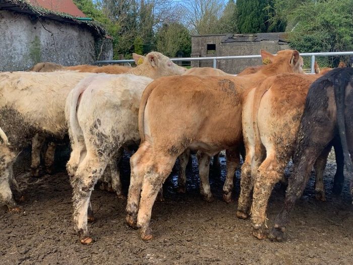 16 store heifers 390kg
