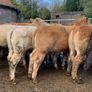 16 store heifers 390kg Image 8