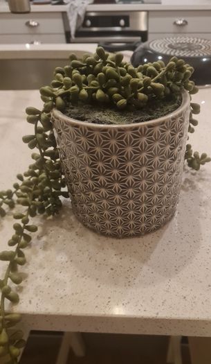 plant