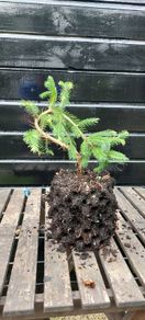 Bonsai spruce trees