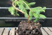 Bonsai spruce trees