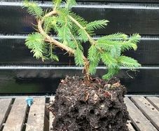 Bonsai spruce trees