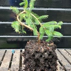 Bonsai spruce trees