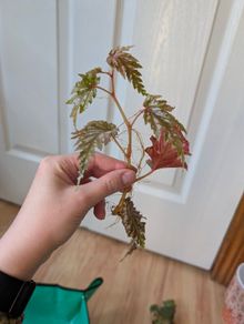 Begonia serratipetala